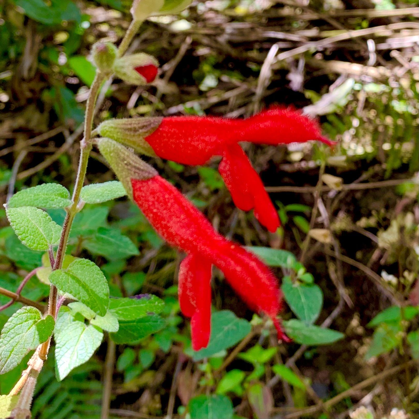 Salvia fulgens